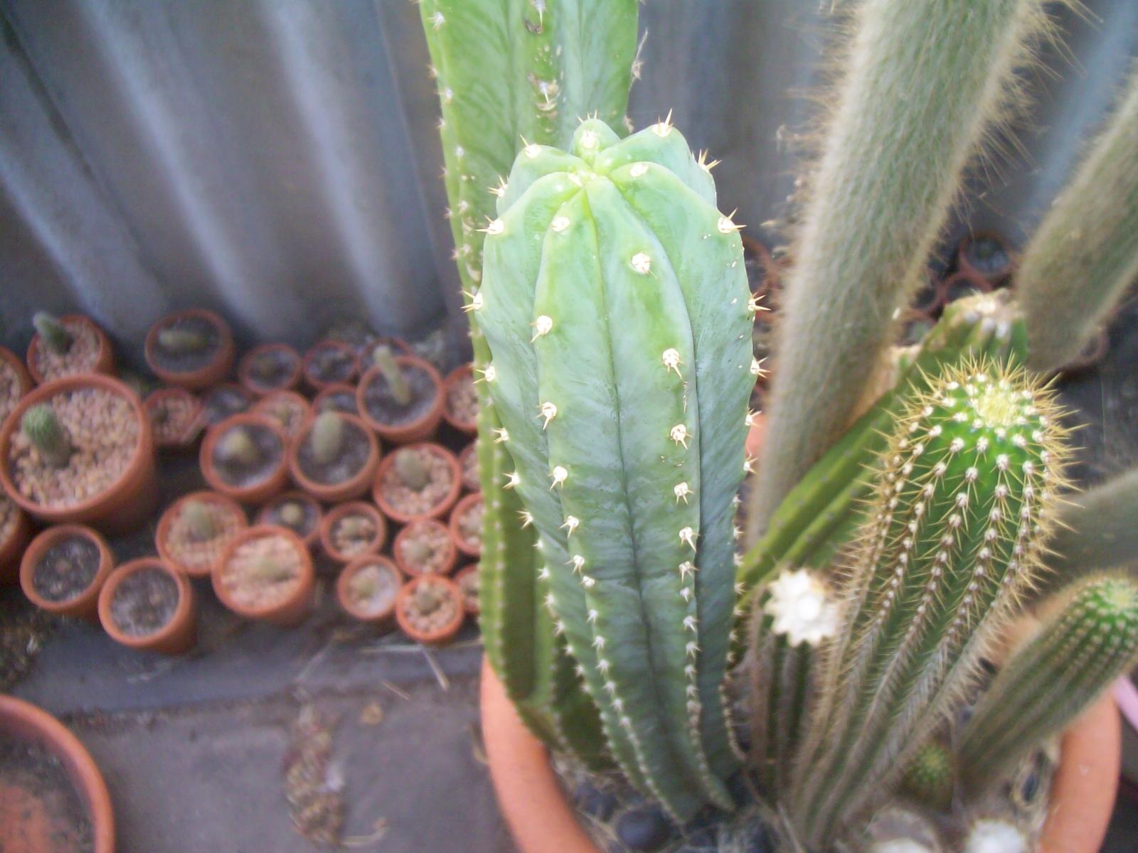 my cacti