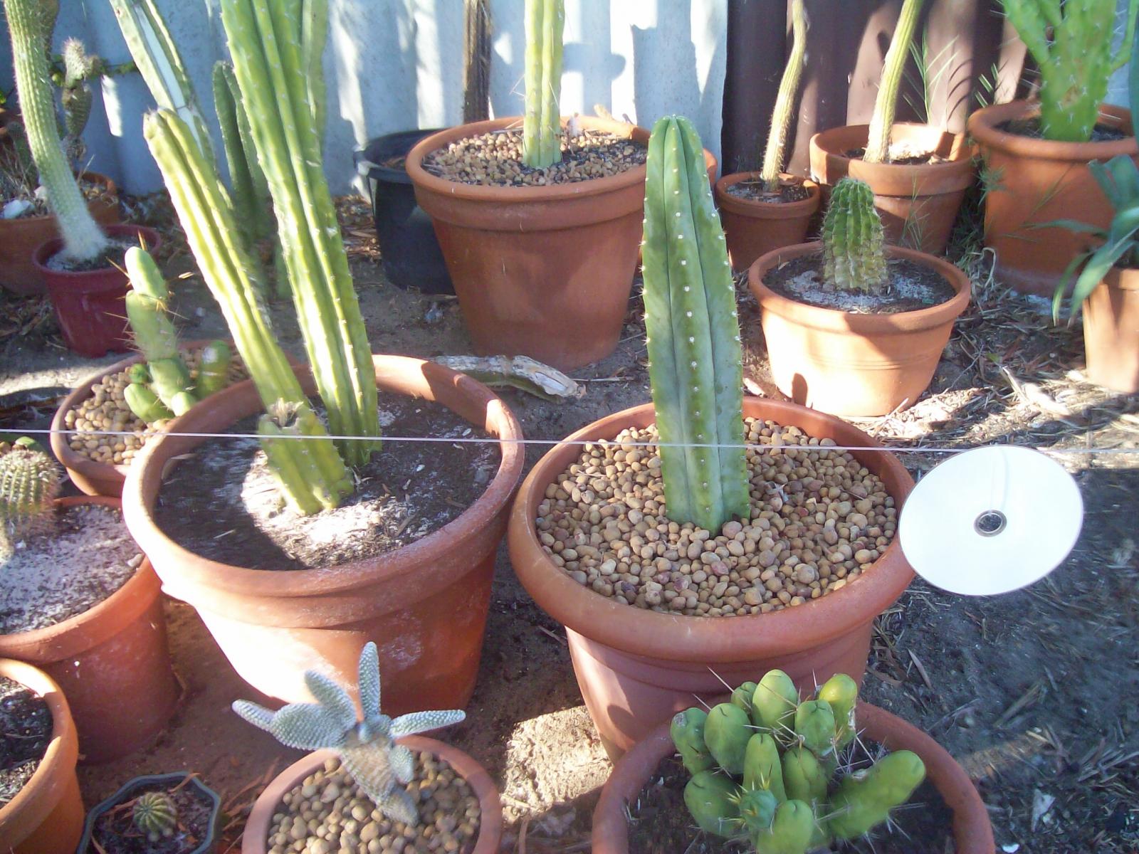 pachoni and pachoni x