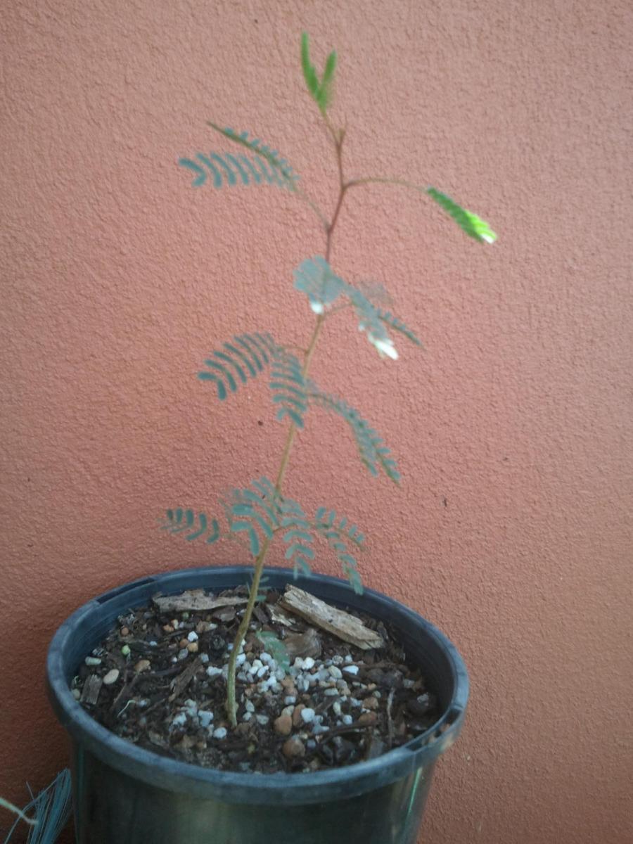 Acacia seedling