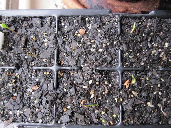 Duboisia hopwoodii seedlings