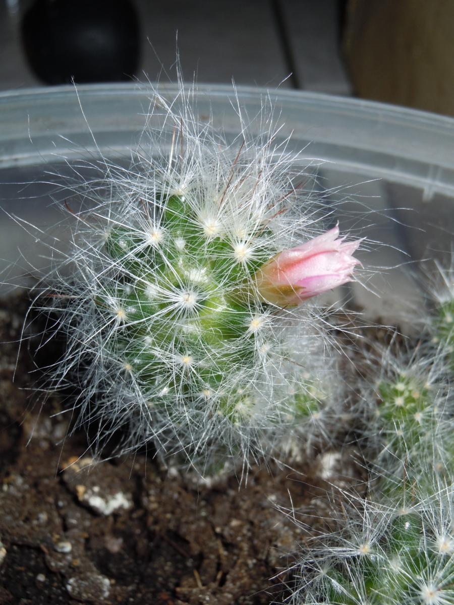 Mammillaria glassi var glassii1.JPG