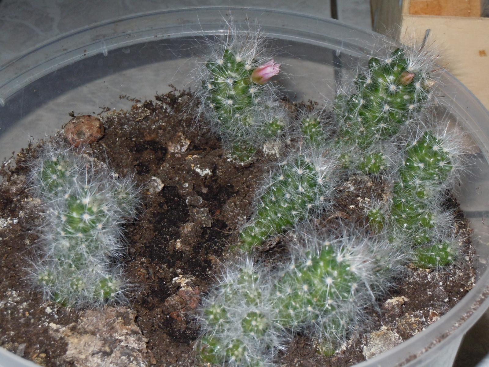 Mammillaria glassi var glassii2.JPG