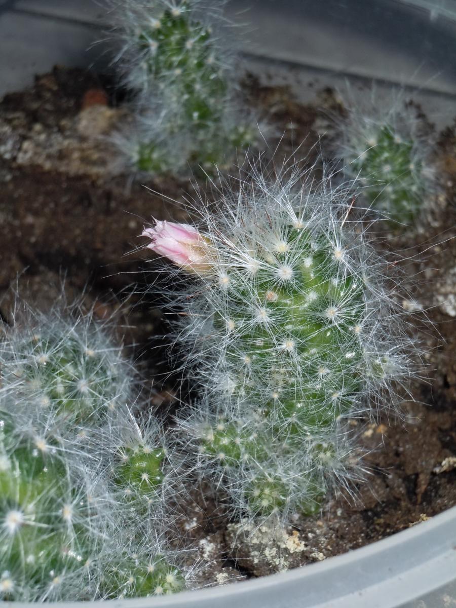 Mammillaria glassi var glassii3.jpg