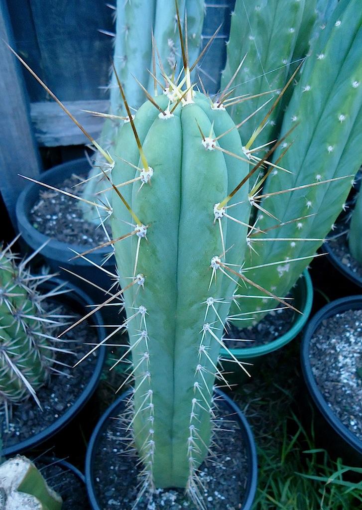 trichocereus