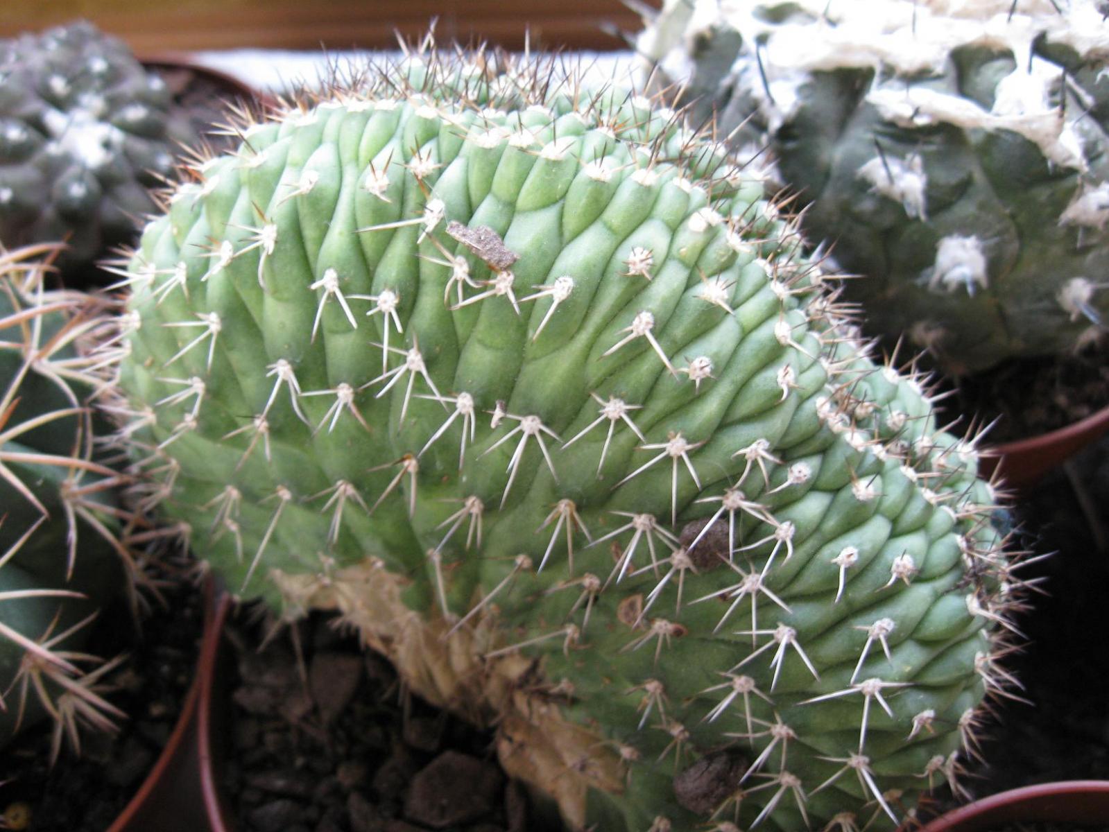 trichocereus(?) crest