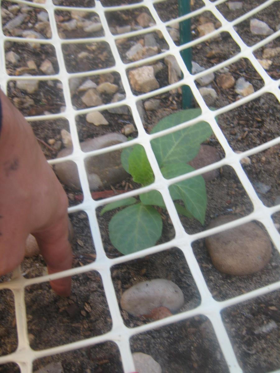 datura fastuosa