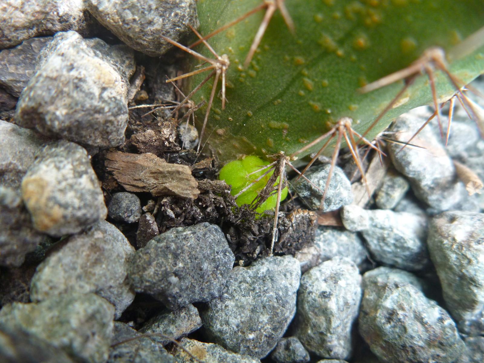 Baby bridegsii