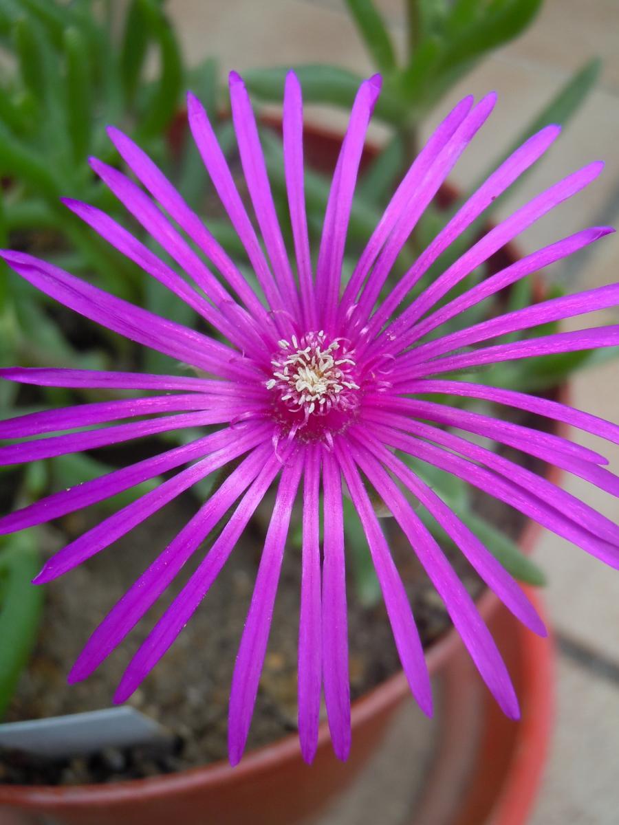 Delosperma cooperi plant