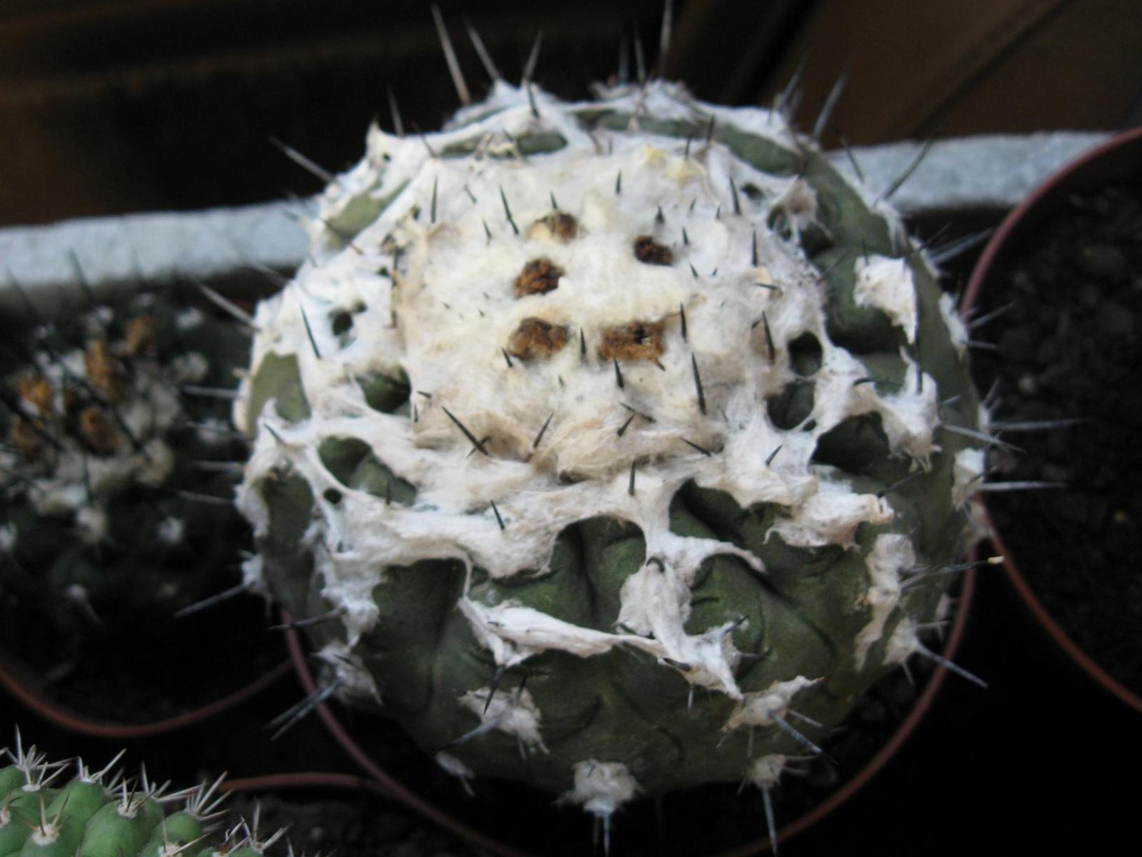 copiapoa