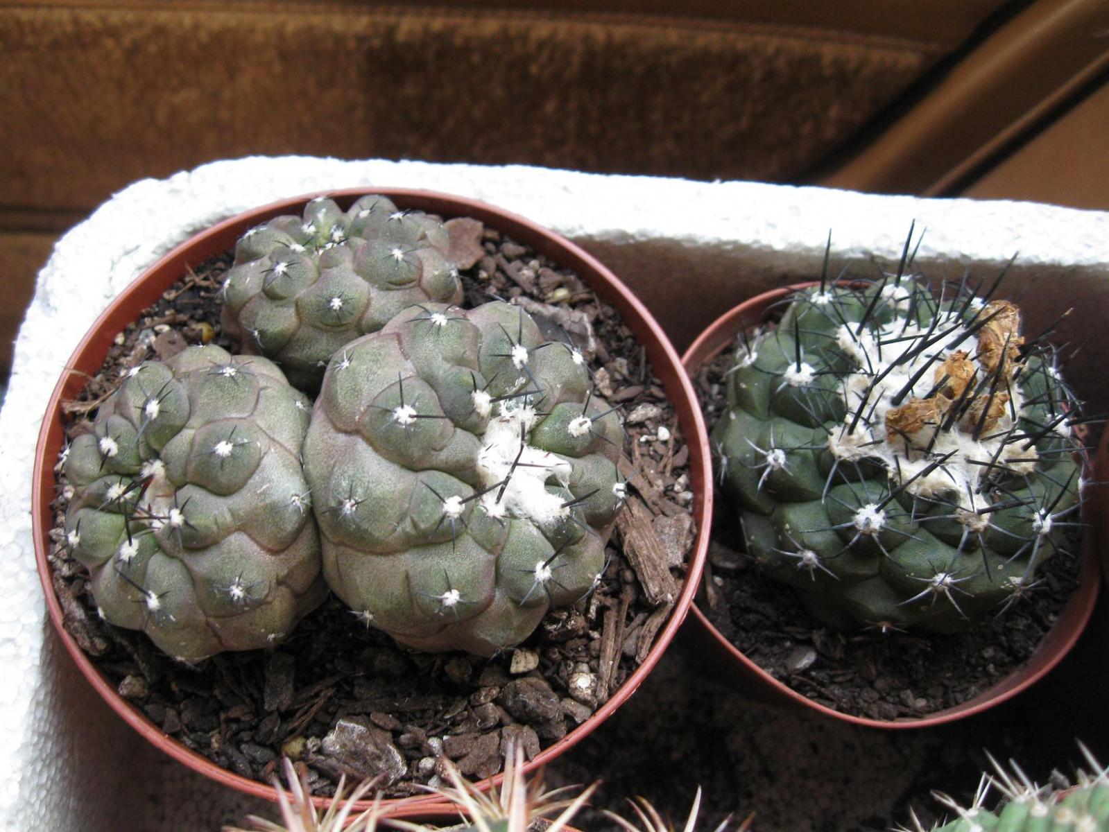 copiapoas