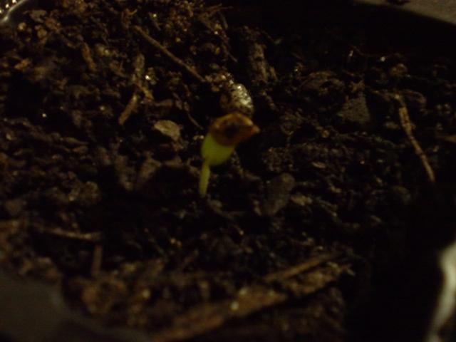 M. Hostilis sprout