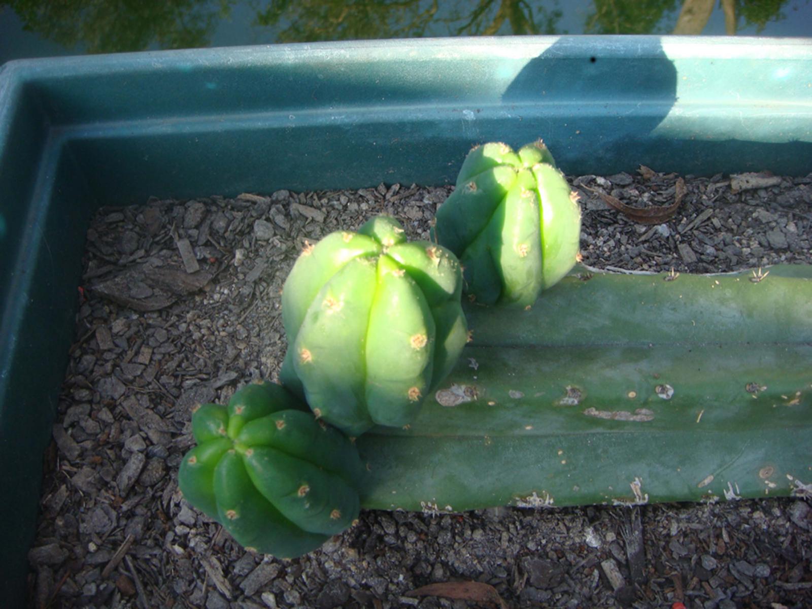 three little piggy's in the sunshine