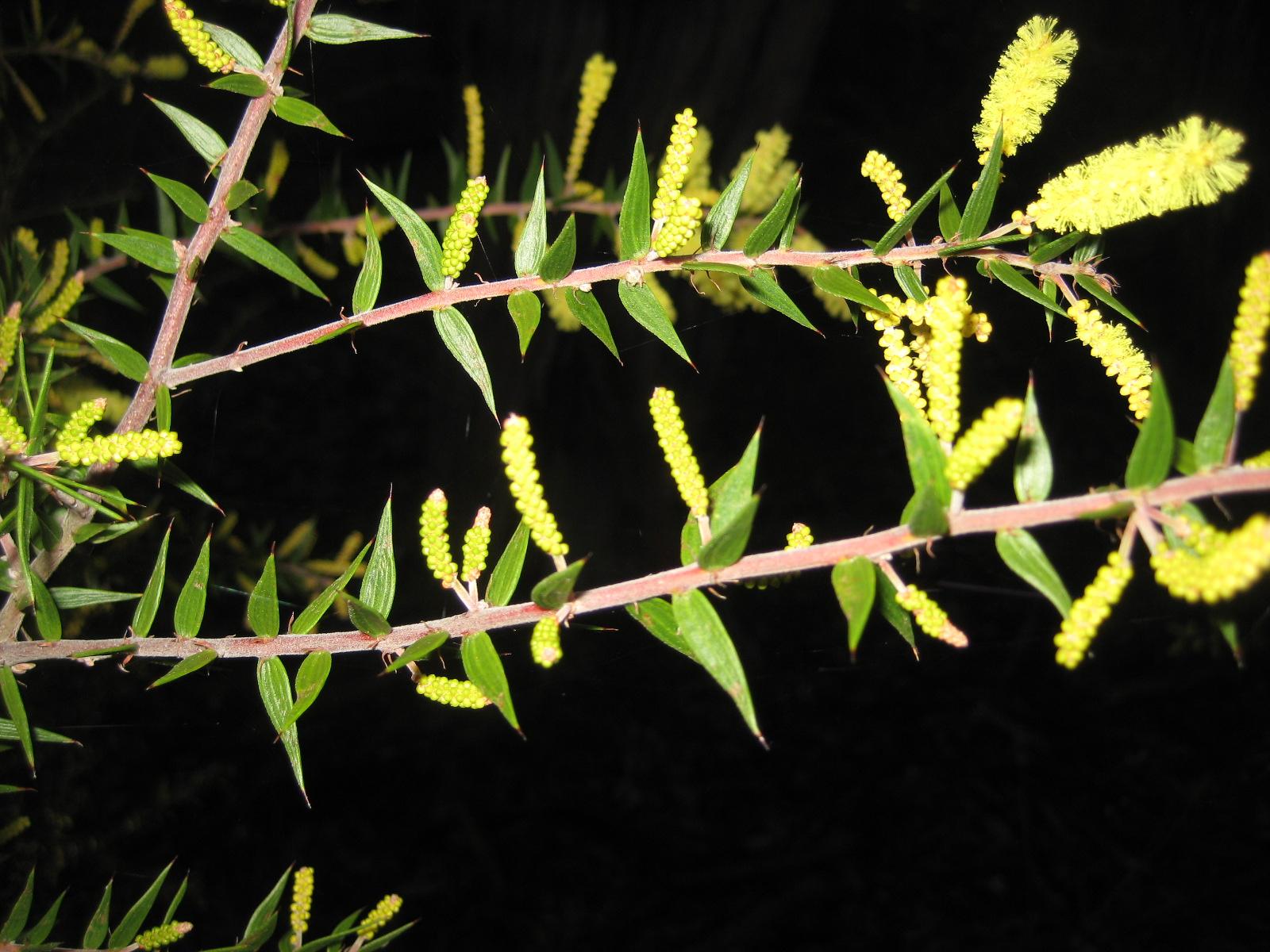 Acacia oxycedrus