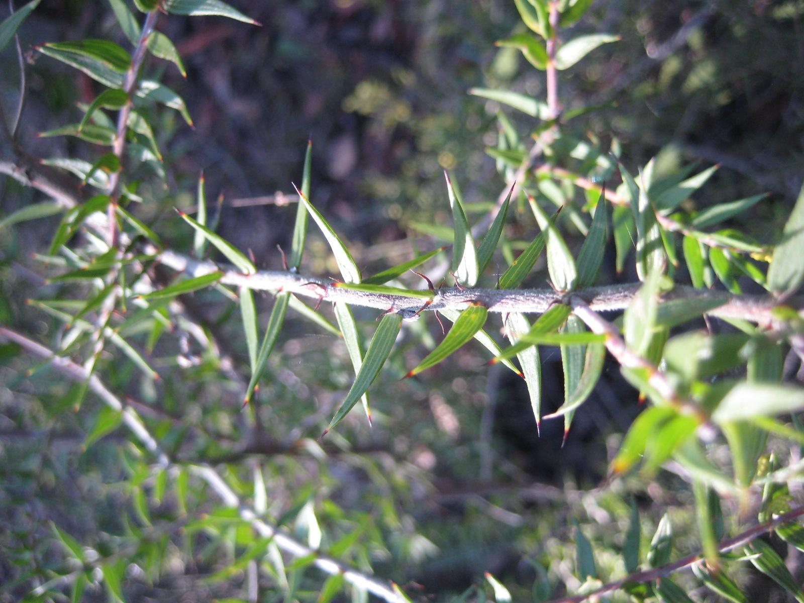 Acacia oxycedrus