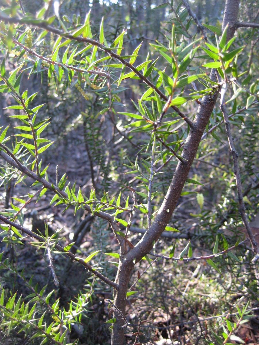 Acacia oxycedrus