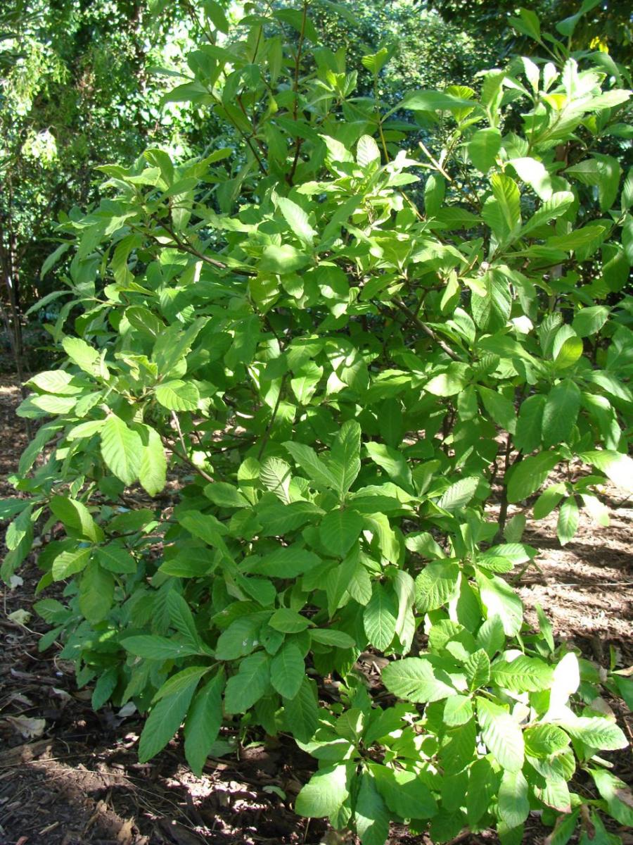 psychotria sp (Chester R)