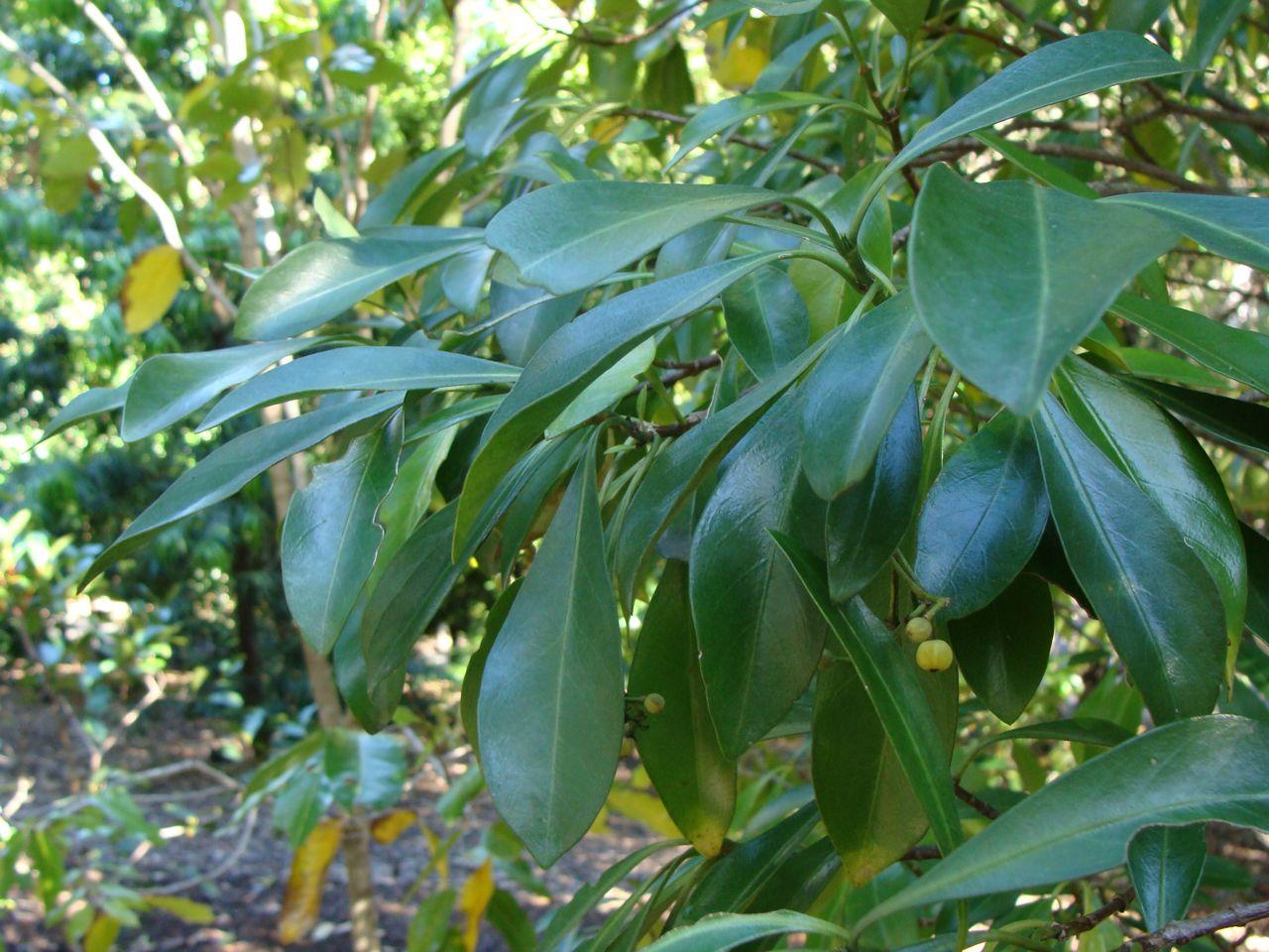 psychotria fitzalanii