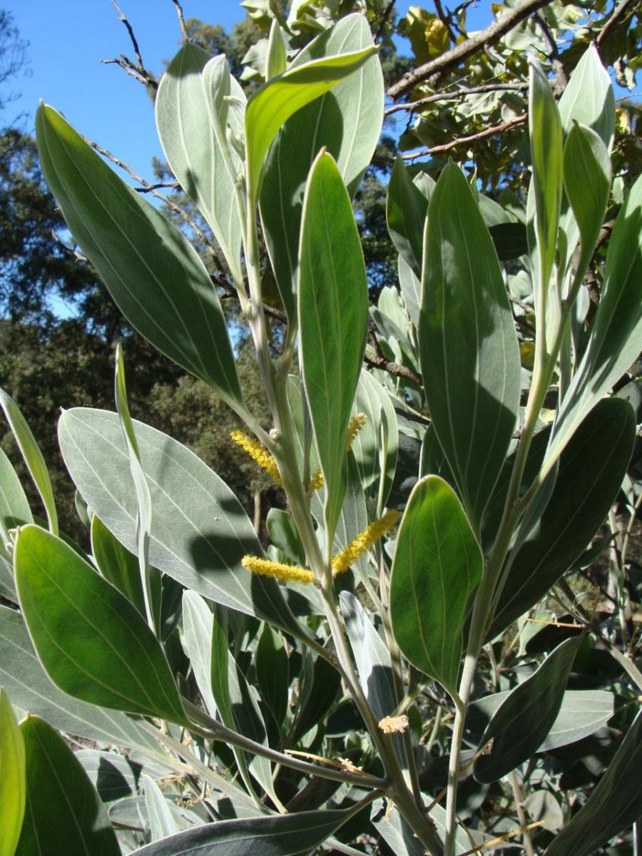 More information about "unknown acacia"