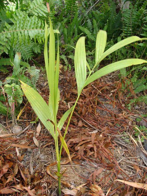 Betel palm (areca catechu)