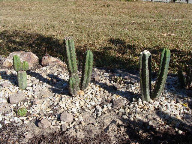 New home for some cacti