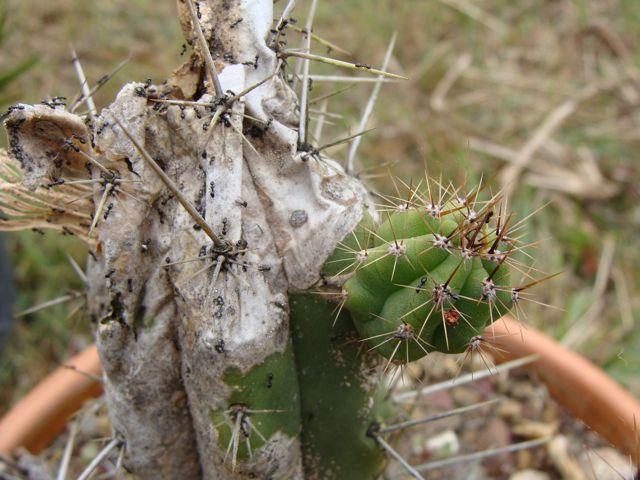 T. peruvianus 