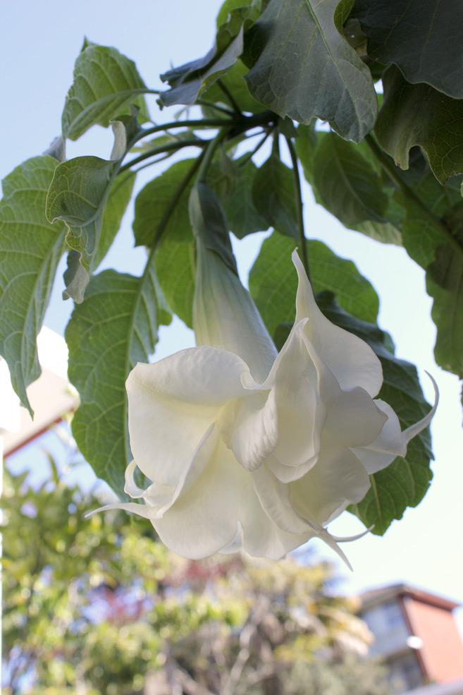 Double blossom Brugmansia