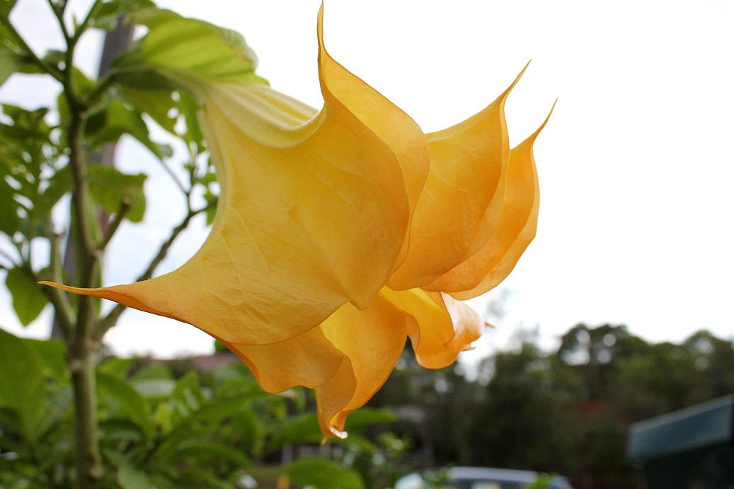 One of my gorgeous Brugmansias