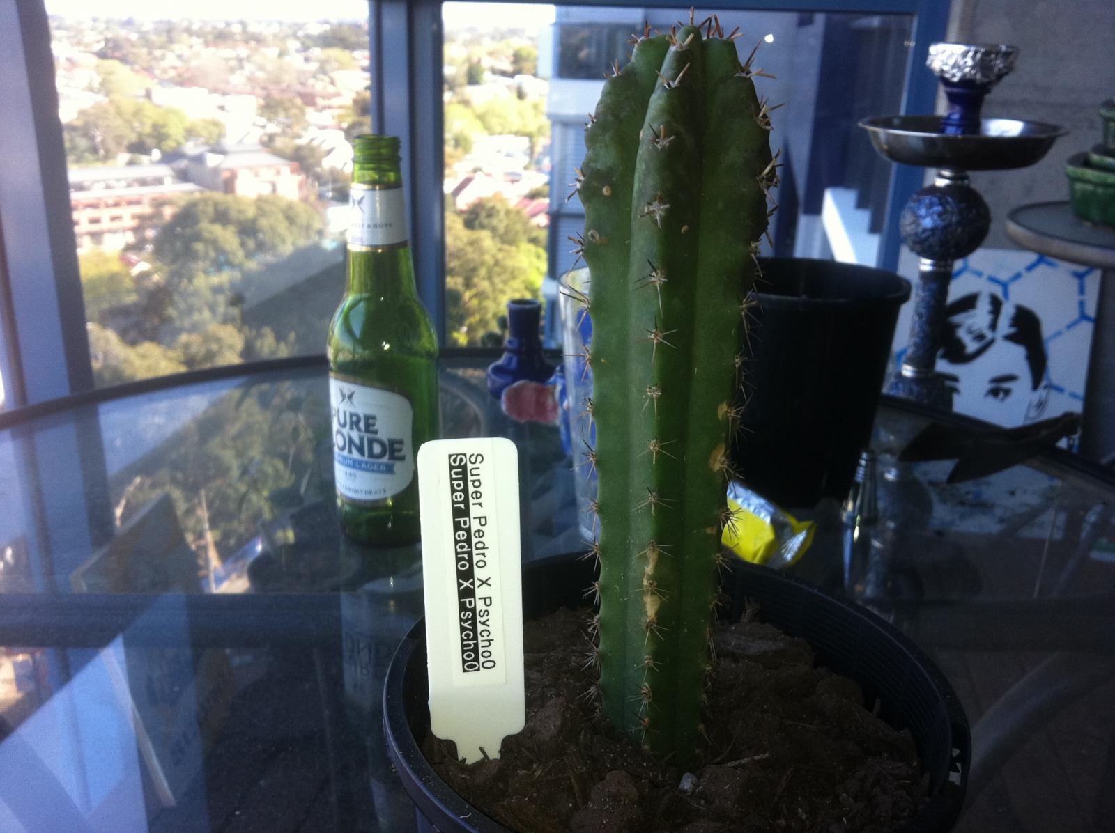 Psycho0 hybrids 009.JPG