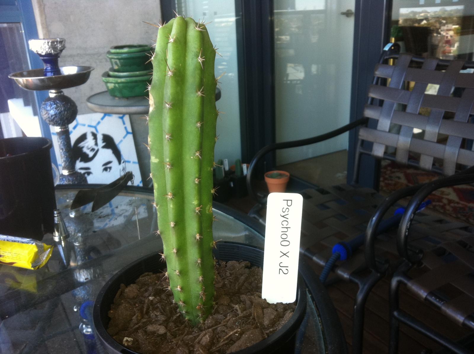 Psycho0 hybrids 002.JPG