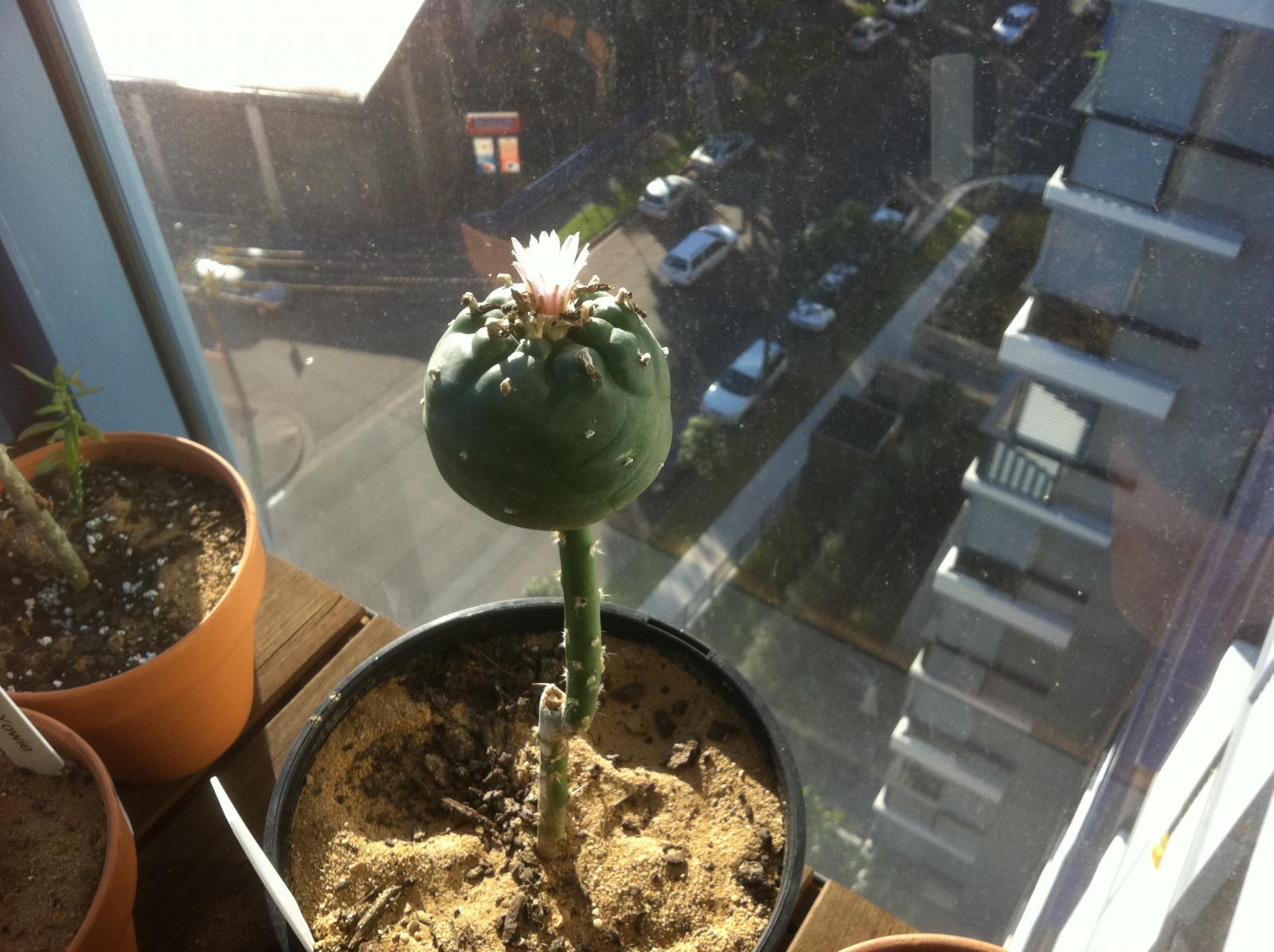 More information about "blooming Lophophoras 006.JPG"
