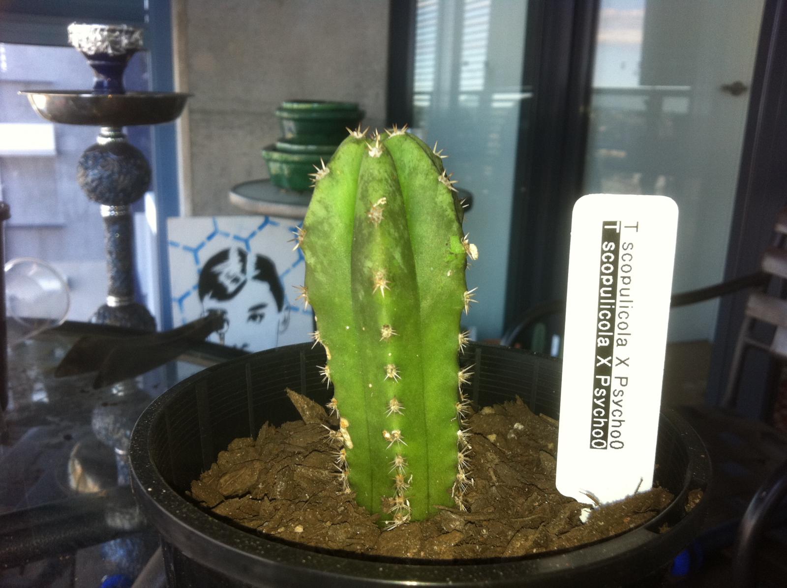 Psycho0 hybrids 006.JPG