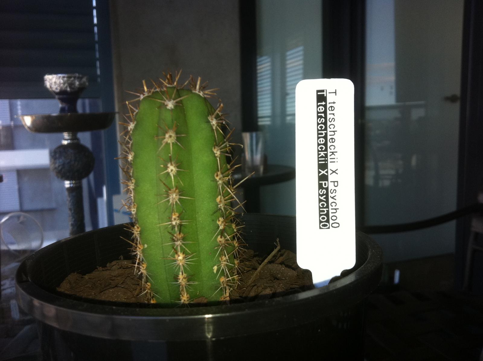 Psycho0 hybrids 004.JPG