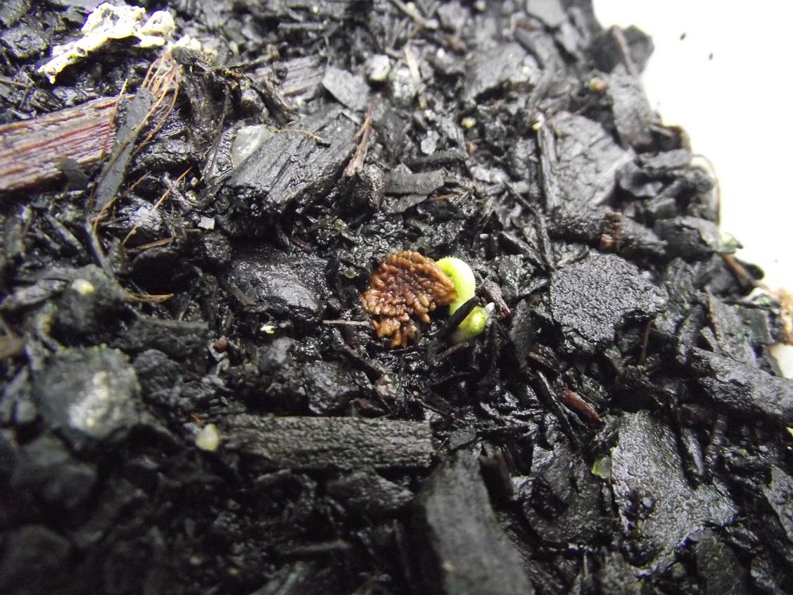 Brugmansia Aurea Seed Germinating