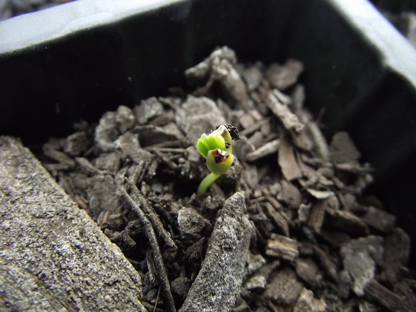 Acacia maidenii Seedling