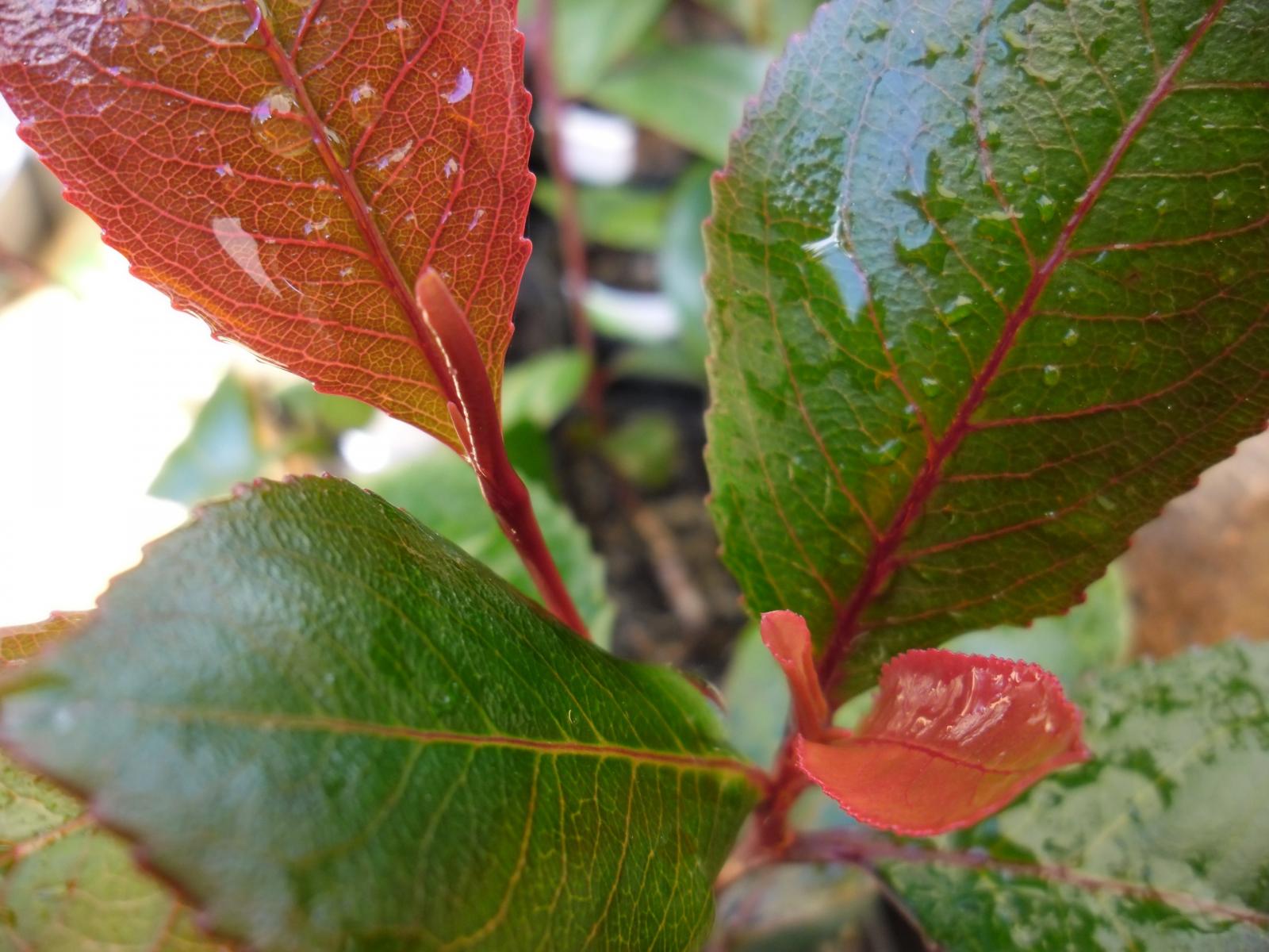 catha edulis red caramel tip