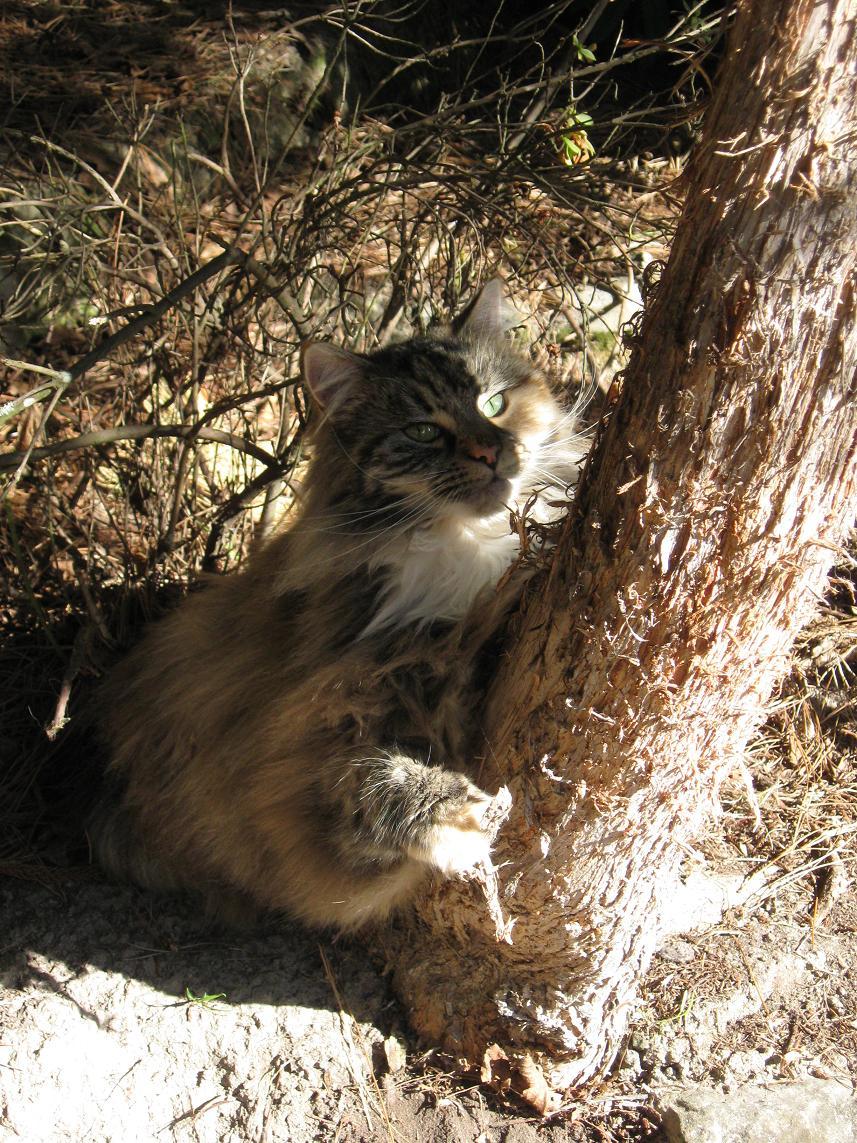 treehugger bog