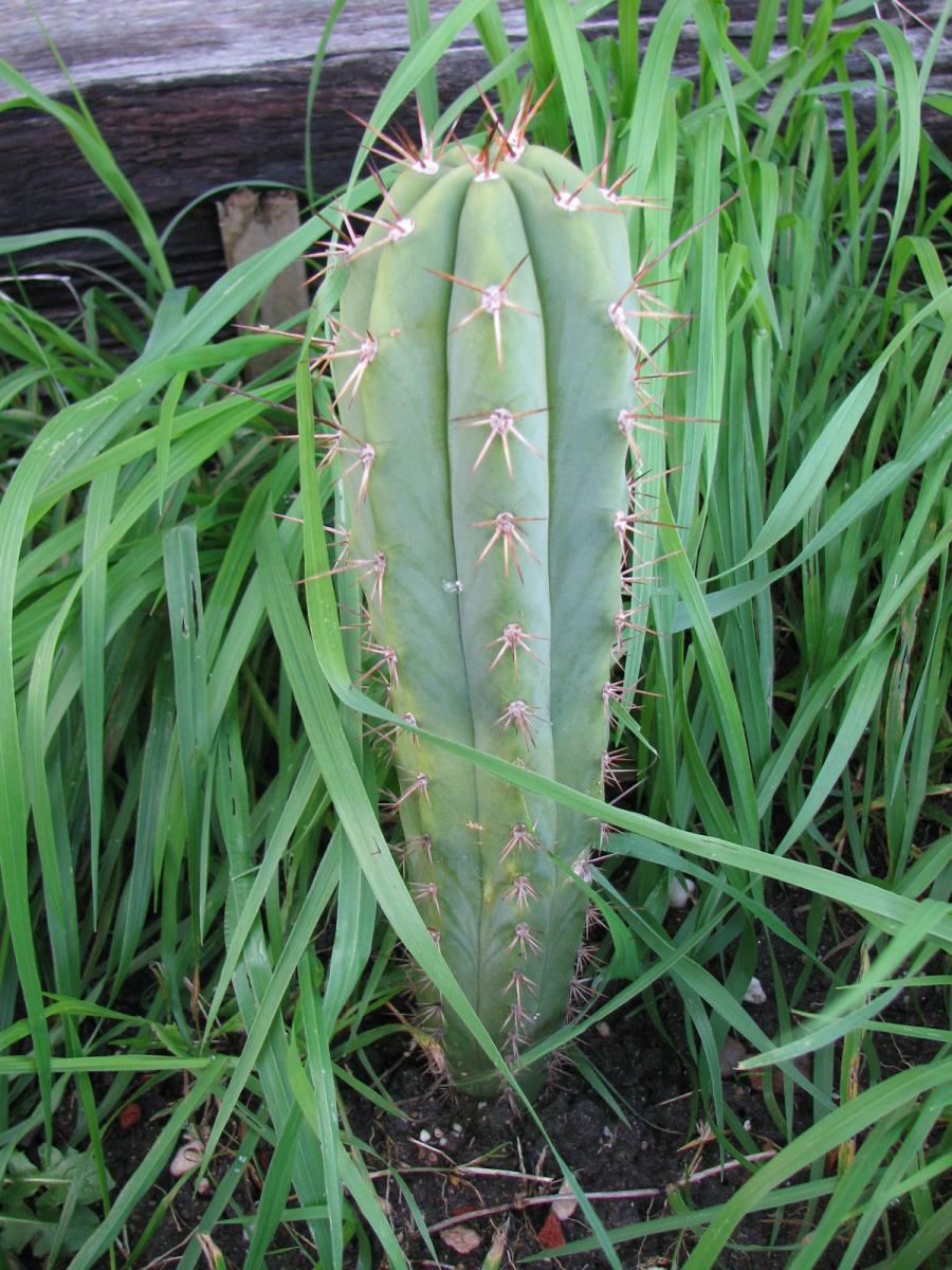 T. peruvianus x