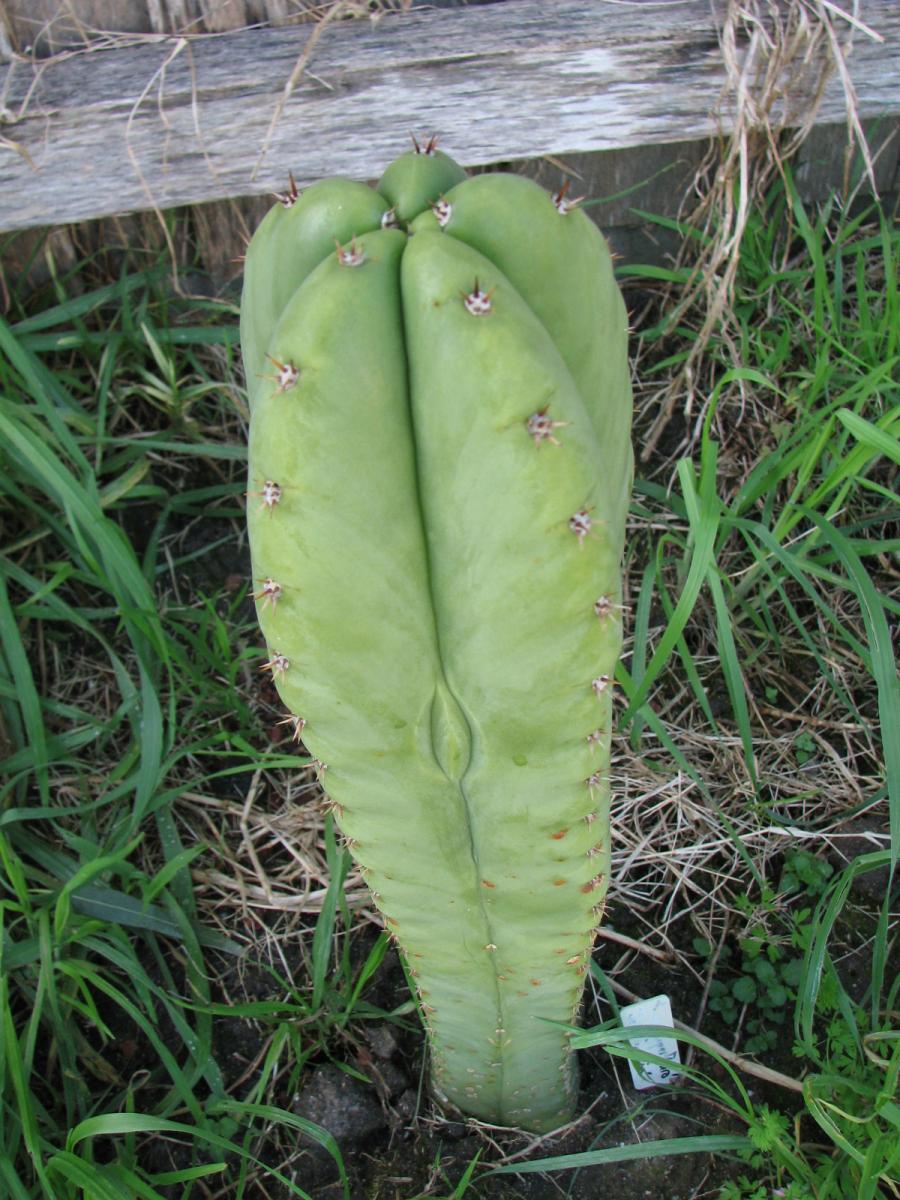 T. pachanoi