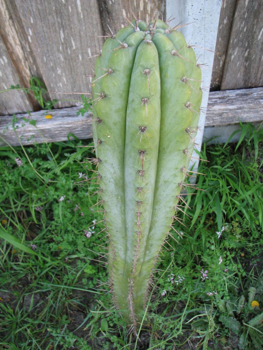 T. peruvianus