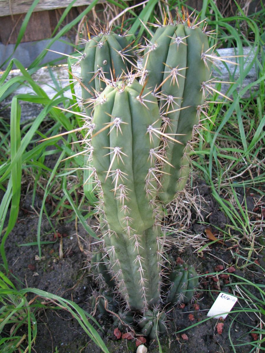 T. longispinus