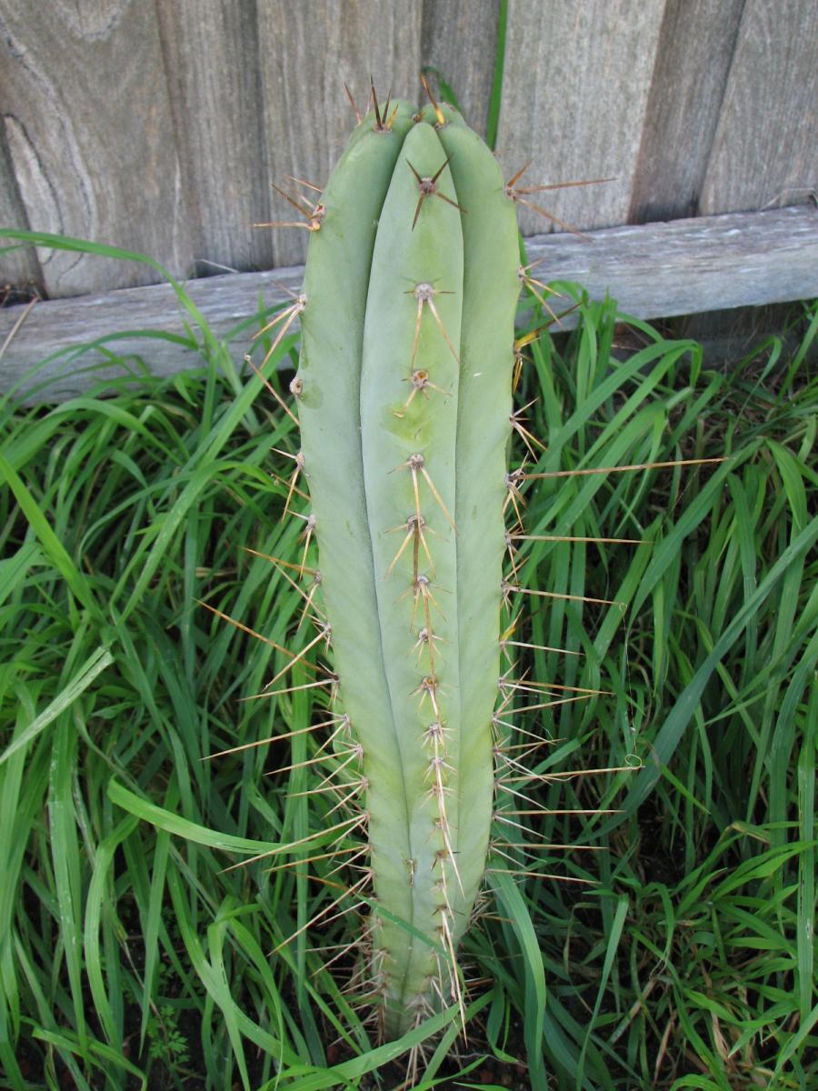 T. bridgesii