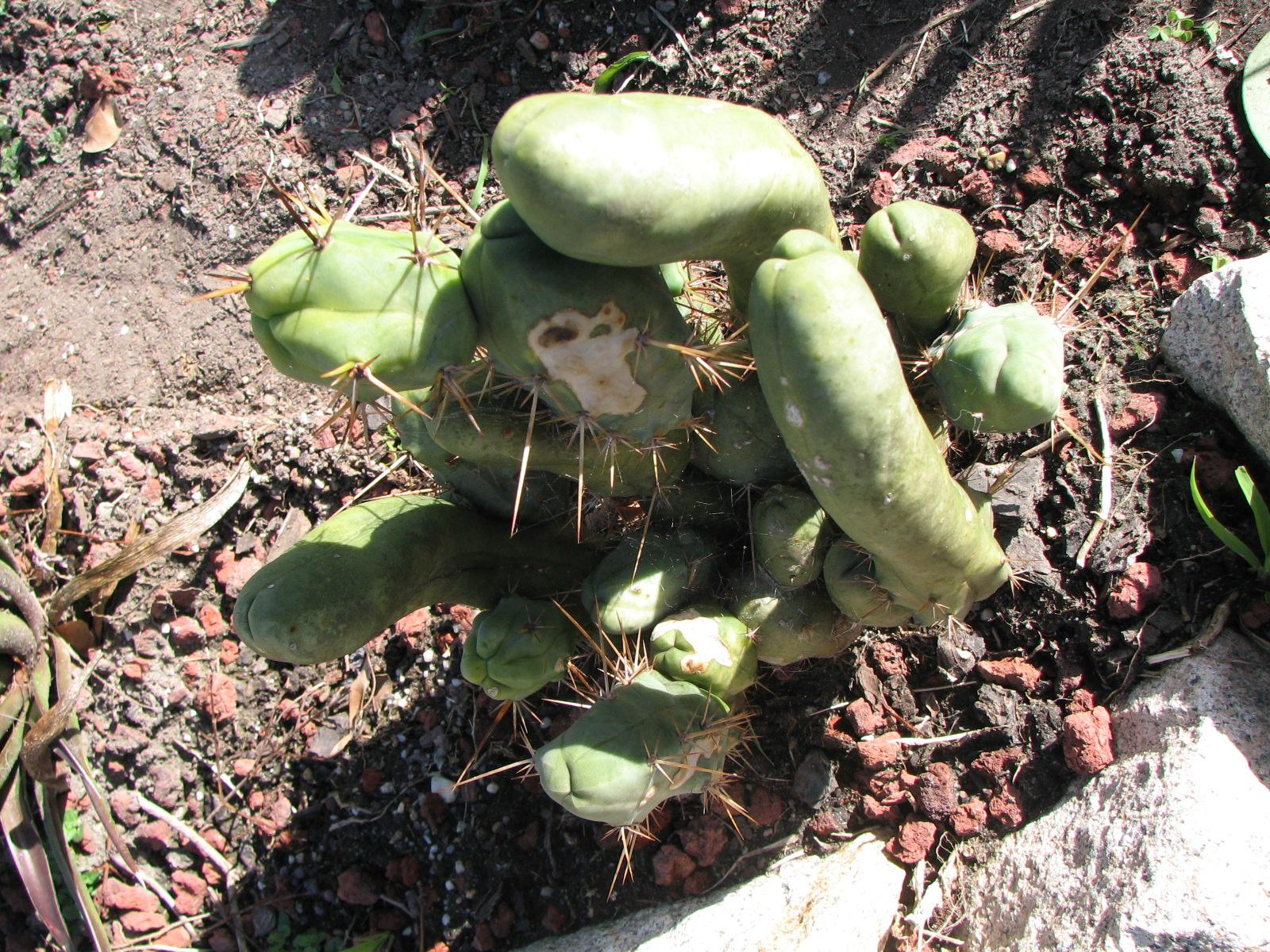 T. bridgesii (inermis)