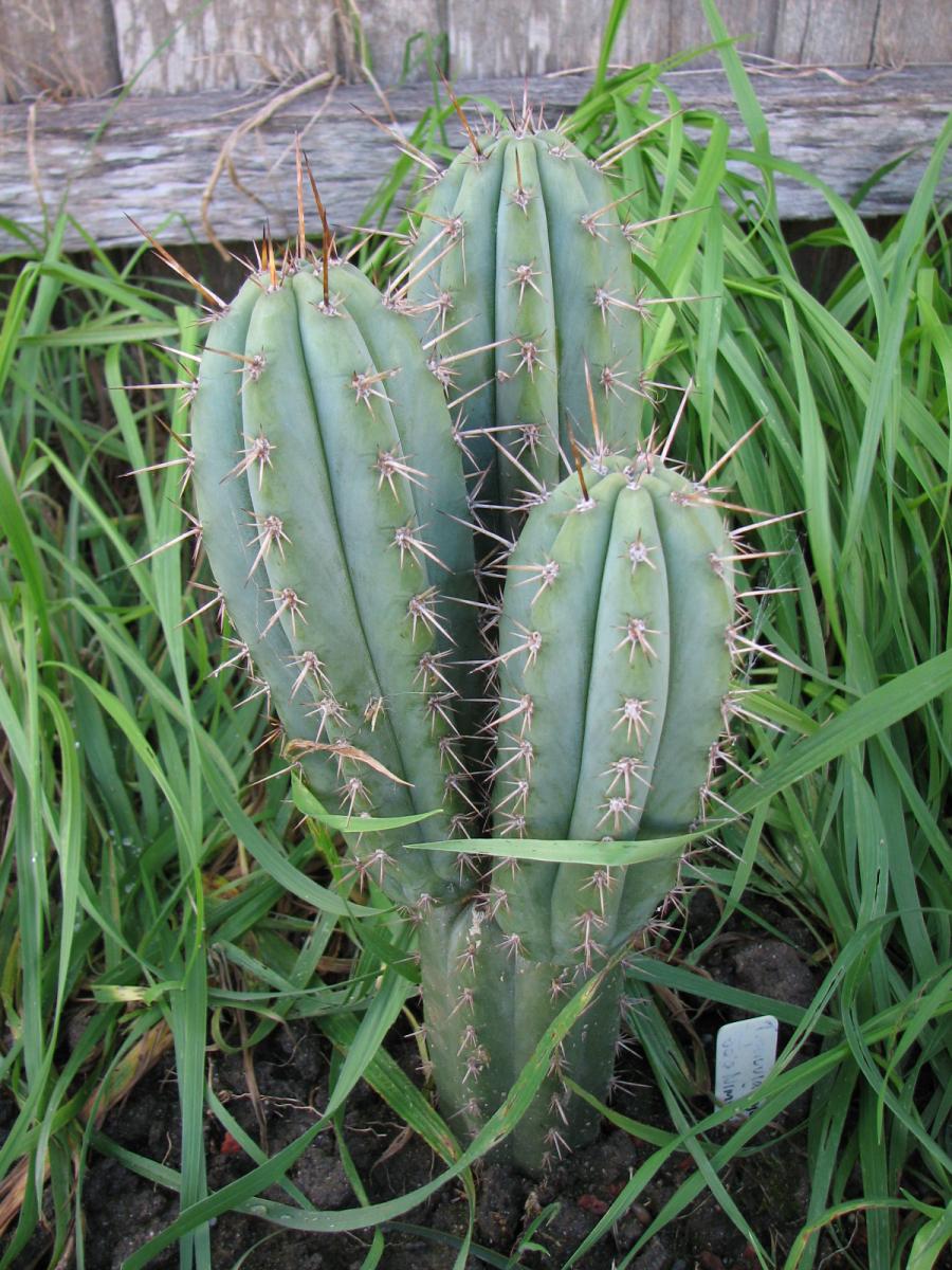 T. peruvianus