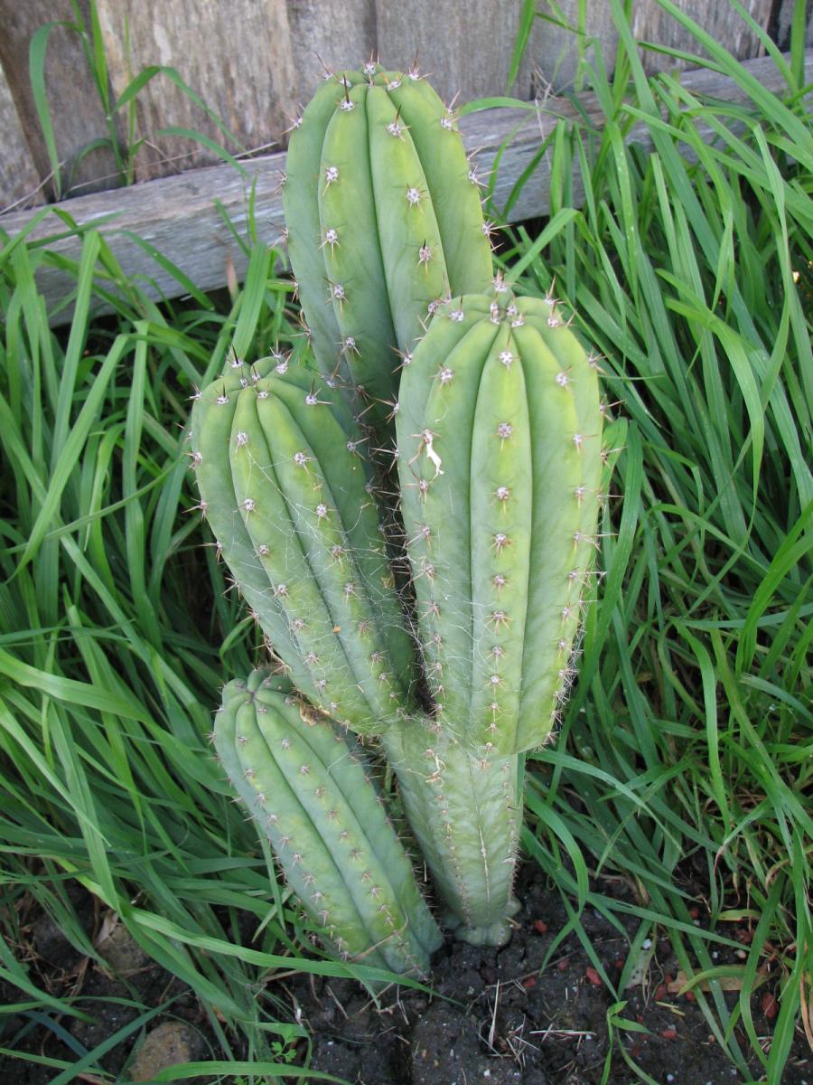 More information about "T. peruvianus (short spine)"