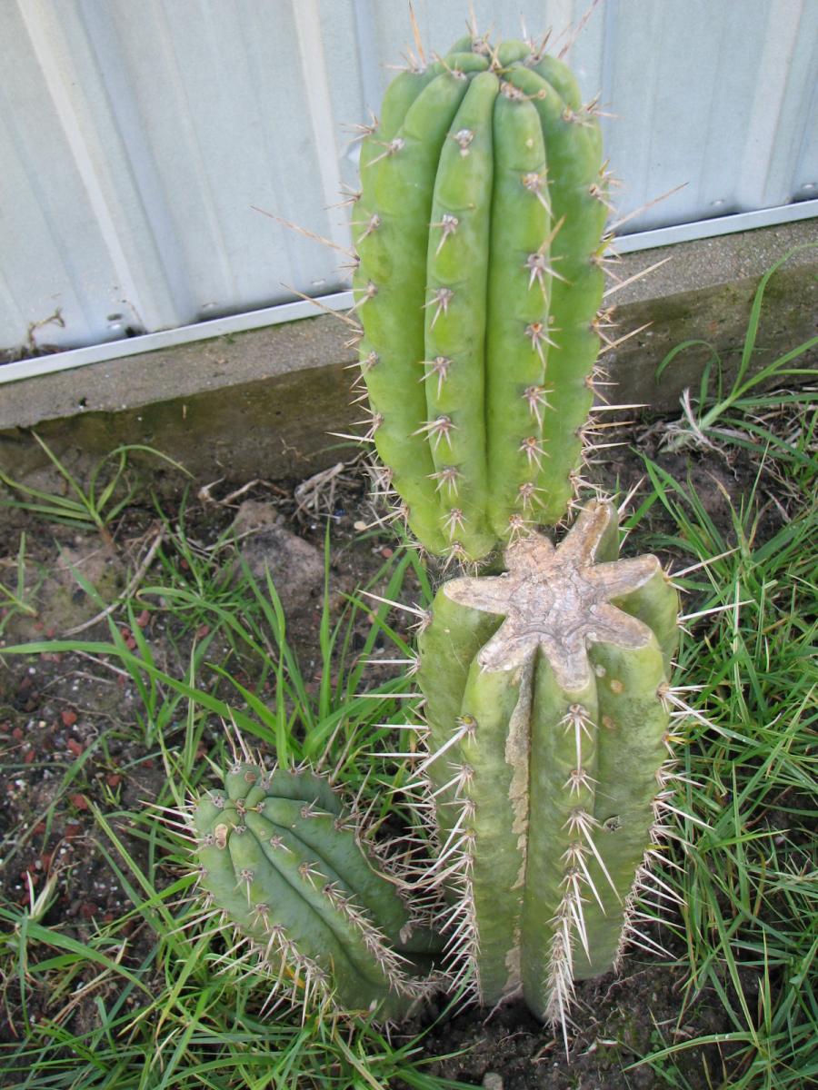 T. peruvianus x T. knuthianus