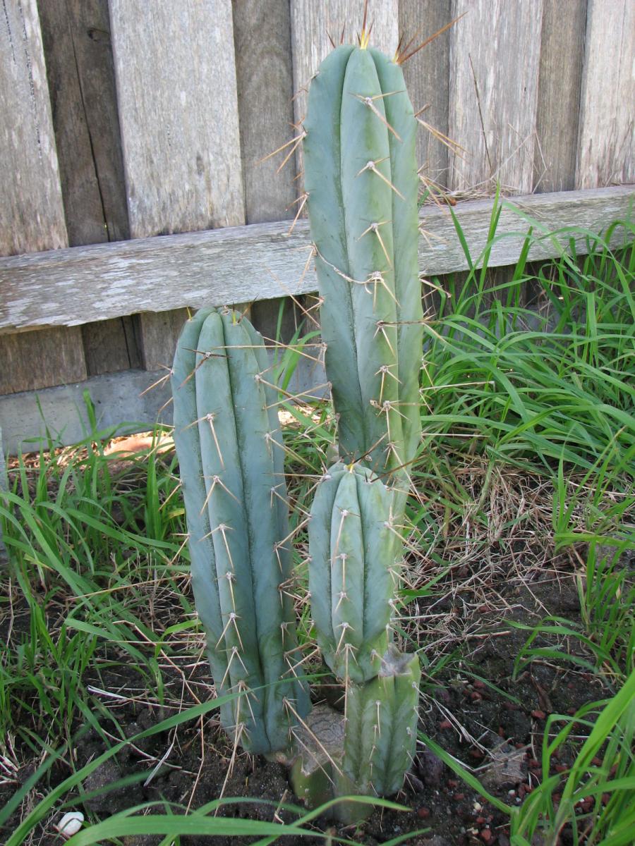 T. bridgesii (Psycho0)