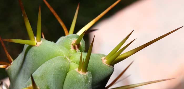 Trichocereus boliviensis