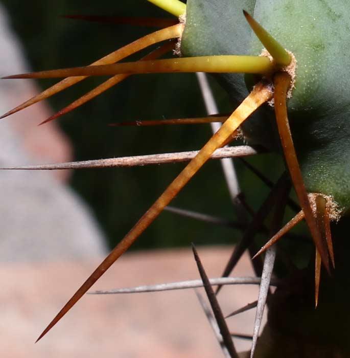 Trichocereus boliviensis