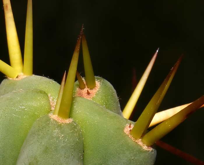 Trichocereus boliviensis