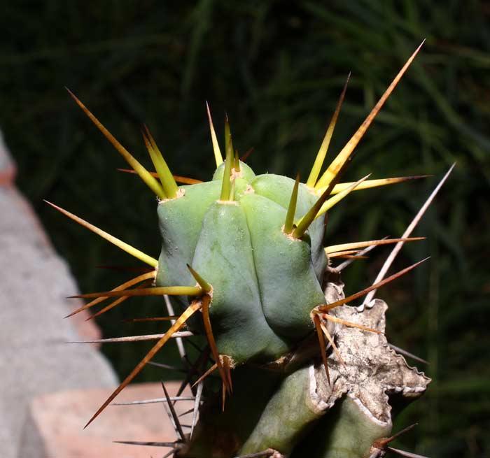 Trichocereus boliviensis